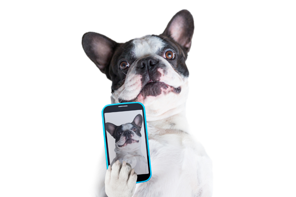 perro bulldog con un smartphone en su mano